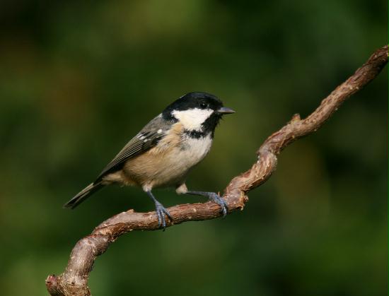 Coal Tit <i>Periparus ater</i>