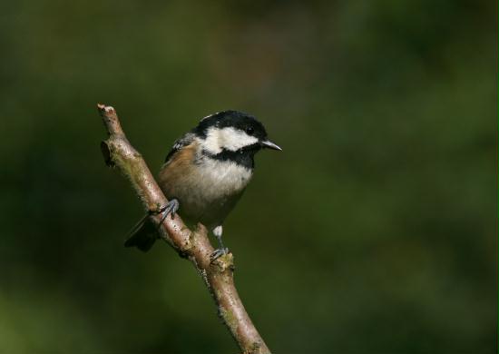 Coal Tit <i>Periparus ater</i>