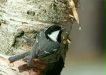 Coal Tit