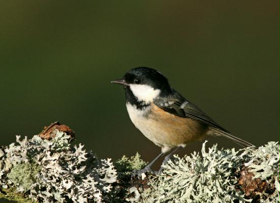 Coal Tit <i>Periparus ater</i>