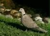Collared Dove