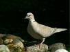 Collared Dove