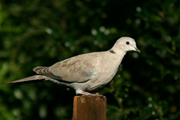 Collared Dove <i>Streptopelia decaocto</i>