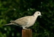 Collared Dove
