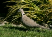 Collared Dove