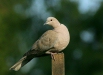 Collared Dove