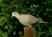 Collared Dove