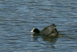 Coot