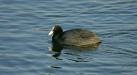 Coot