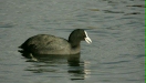 Coot