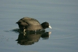 Coot