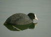 Coot