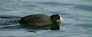 Coot