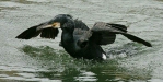 Cormorant