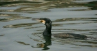 Cormorant