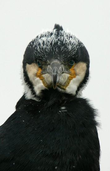 Cormorant <i>Phalacrocorax carbo</i>