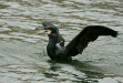 Cormorant