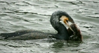 Cormorant