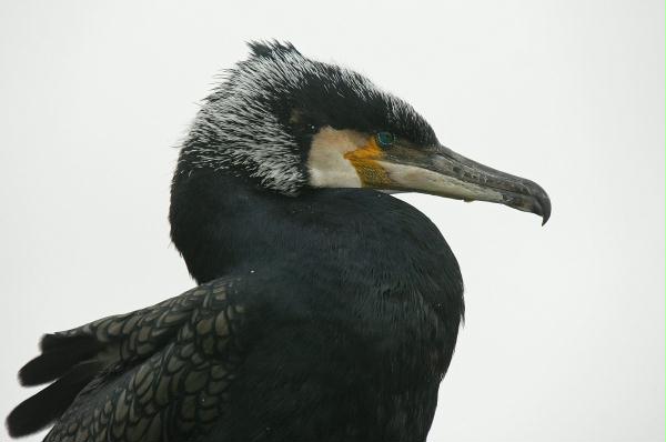 Cormorant <i>Phalacrocorax carbo</i>