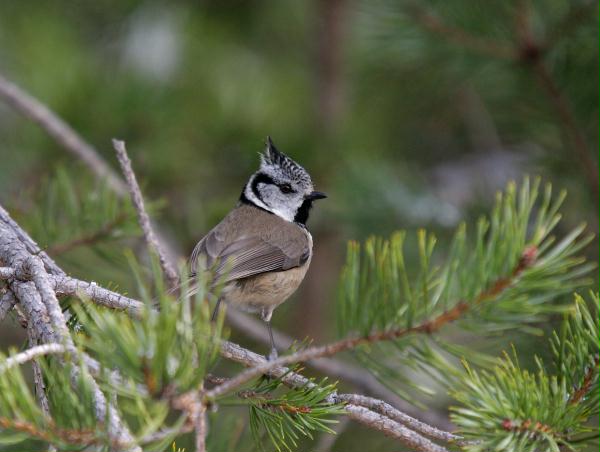 Crested Tit <i>Lophophanes cristatus </i>
