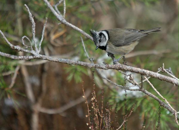 Crested Tit <i>Lophophanes cristatus </i>