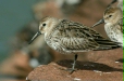 Dunlin