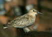 Dunlin