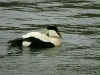 Eider