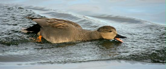 Gadwall <i>Anas strepera</i>