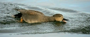 Gadwall