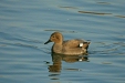 Gadwall