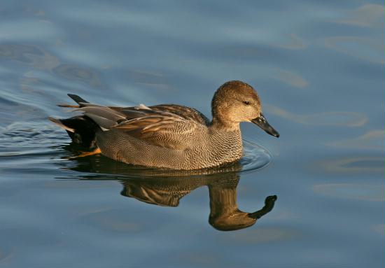 Gadwall <i>Anas strepera</i>