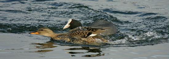 Gadwall <i>Anas strepera</i>