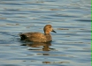Gadwall