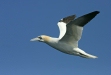 Northern Gannet
