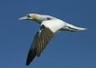 Northern Gannet