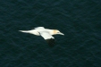 Northern Gannet