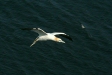 Northern Gannet
