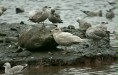 Glaucous Gull