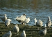 Glaucous Gull