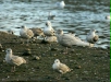 Glaucous Gull