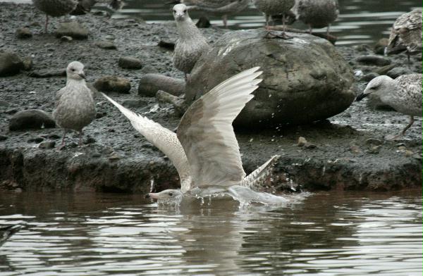 Glaucous Gull <i>Larus hyperboreus</i>