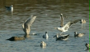 Glaucous Gull