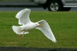 Glaucous Gull