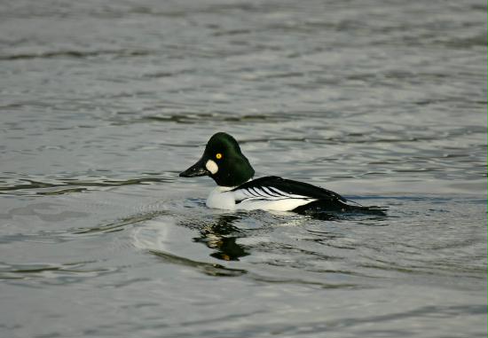 Goldeneye <i>Bucephala clangula</i>