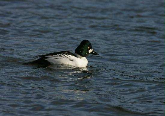 Goldeneye <i>Bucephala clangula</i>