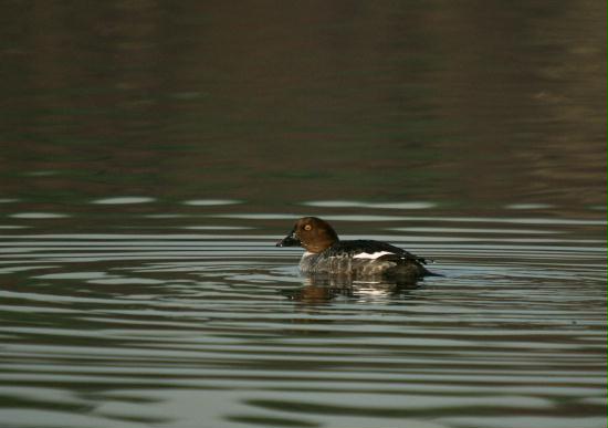 Goldeneye <i>Bucephala clangula</i>