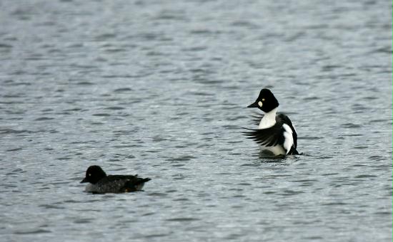 Goldeneye <i>Bucephala clangula</i>