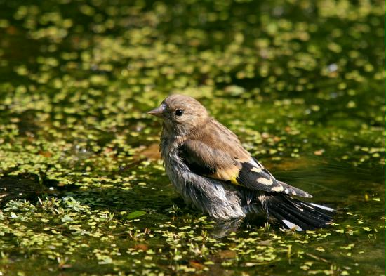 Goldfinch <i>Carduelis carduelis</i>