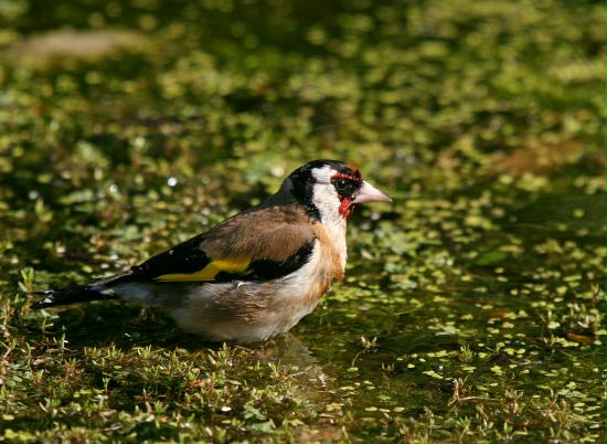 Goldfinch <i>Carduelis carduelis</i>